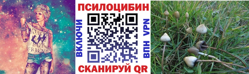 где можно купить наркотик  Новозыбков  Галлюциногенные грибы мицелий 